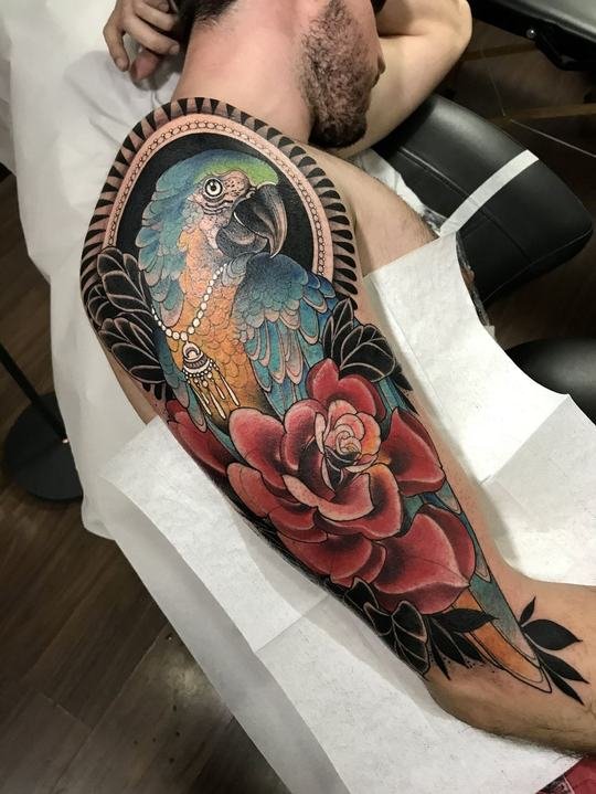 Papagaio e rosa